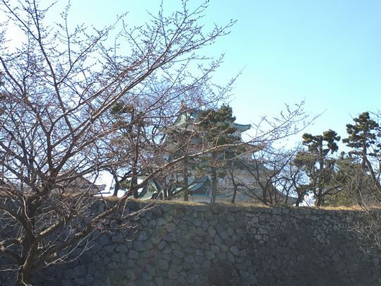 名古屋城桜3.JPG